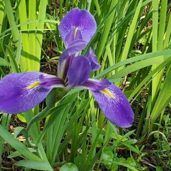 IRIS — LOUISIANA HYBRID FAN