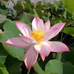 LOTUS JADE TOWER WITH DRUNKARD — BARE ROOT