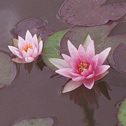 WATER LILY JOANNE PRING BARE ROOT