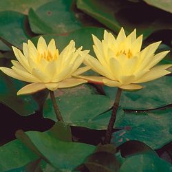 WATER LILY JOEY TOMOCIK BARE ROOT