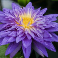 PURPLE DAY BARE ROOT (KING OF SIAM — MIDNIGHT)