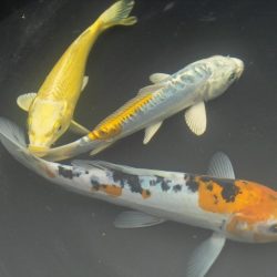 Koi Fish