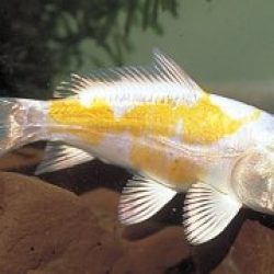 PREMIUM QUALITY KOI