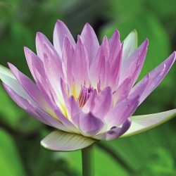 LAVENDER DAY BARE ROOT