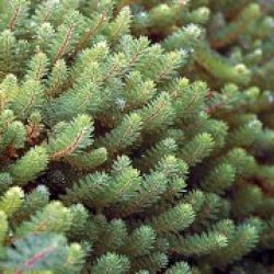 PARROT'S FEATHER — MINIATURE BARE ROOT