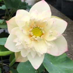 LOTUS NEW CLOUD BROCADE — BARE ROOT