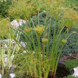 PAPYRUS — LITTLE GIANT 4" CELL