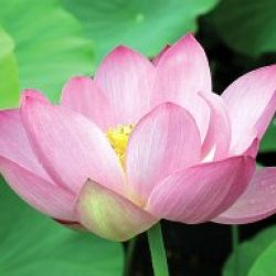 LOTUS PIKINESIS RUBRA — BARE ROOT