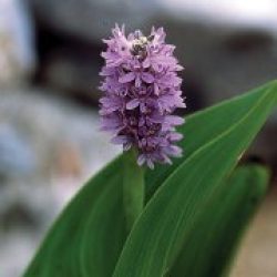 PICKEREL RUSH, LAVENDER PINK BARE ROOT