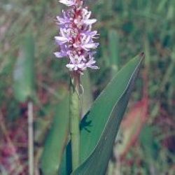 PICKERL RUSH, WHITE BARE ROOT