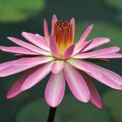 PINK NIGHT BARE ROOT