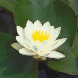 WATER LILY QUEEN OF WHITES BARE ROOT