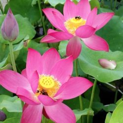 LOTUS RED AT SUNSET — BARE ROOT