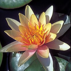 WATER LILY SIOUX BARE ROOT