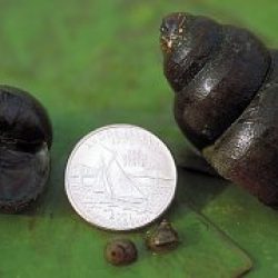 SNAILS
