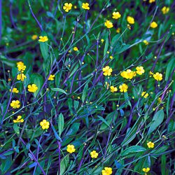 SPEARWORT — MINIATURE 4" CELL
