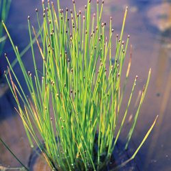 SPIKE RUSH BARE ROOT