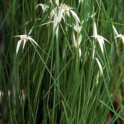 STAR GRASS 4" CELL