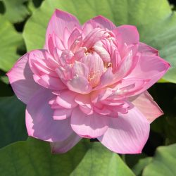 SUGAR PIE PINK