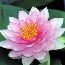 WATER LILY SUMPTUOSA BARE ROOT