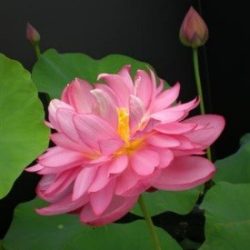 LOTUS TITANIC