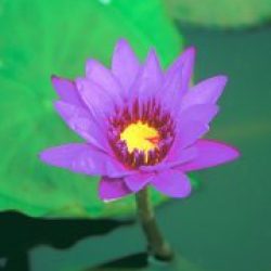 TropDayPurple05