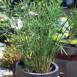 UMBRELLA PALM — DWARF 4" CELL