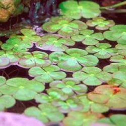 WATER CLOVER, VAIEGATED 2" DIVISION