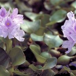 WaterHyacinth05