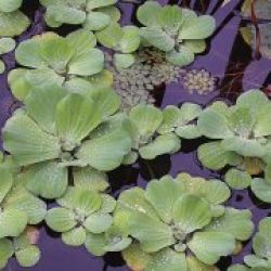 WATER LETTUCE