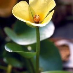WATER POPPY BARE ROOT
