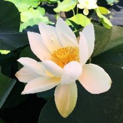 LOTUS MILLENIUM WHITE — BARE ROOT