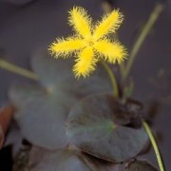 YELLOW SNOWFLAKE BARE ROOT