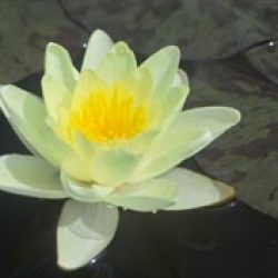 WATER LILY CHROMATELLA BARE ROOT