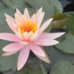 WATER LILY COLORADO BARE ROOT