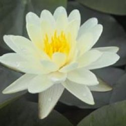 WATER LILY DENVER BARE ROOT