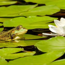 frog