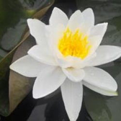 WATER LILY GLADSTONE BARE ROOT