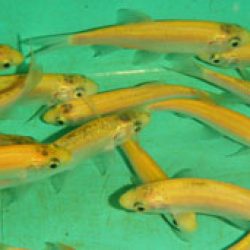 GOLDEN ORFE, SIZE 4-5 inch — each