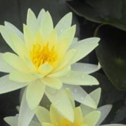 WATER LILY GOLD MEDAL BARE ROOT