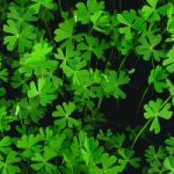 WATER CLOVER — RUFFLED 2" DIVISION