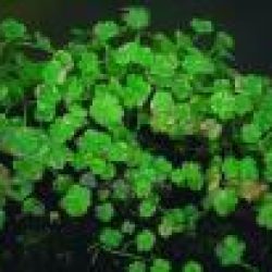 PENNY WORT — CRYSTAL CONFETTI 2" DIVISION