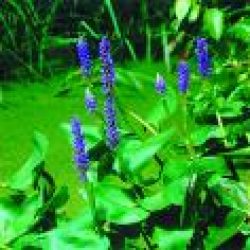 PICKEREL RUSH — PURPLE 4" CELL