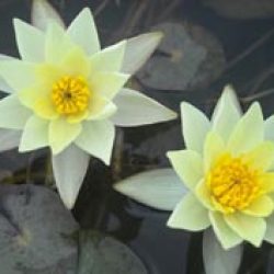 WATER LILY HELVOLA BARE ROOT