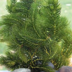 hornwort-2003