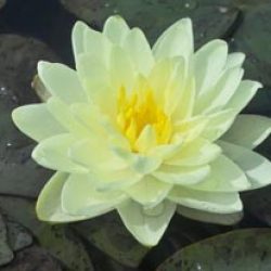 WATER LILY LEMON CHIFFON BARE ROOT
