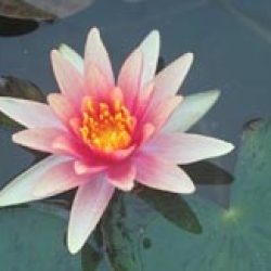 WATER LILY LITTLE SUE BARE ROOT