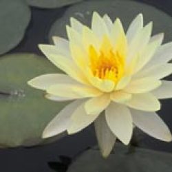WATER LILY PINK GRAPEFRUIT BARE ROOT
