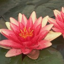 WATER LILY REMBRANDT BARE ROOT