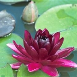 WATER LILY BLACK PRINCESS BARE ROOT